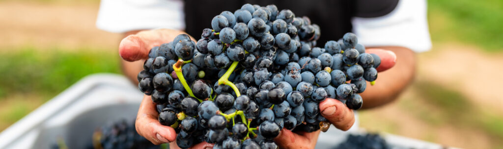 grapes to make wine