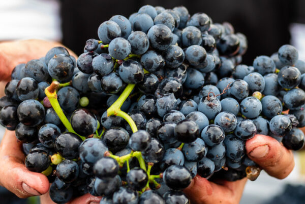 grapes to make wine