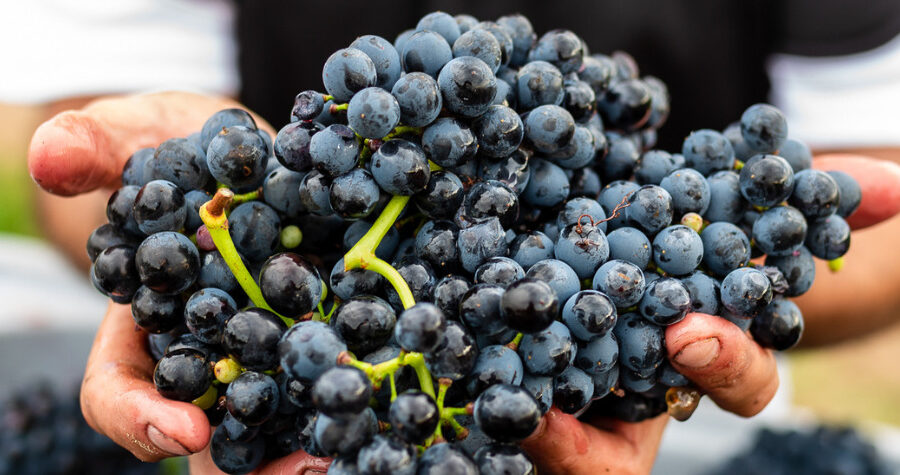 grapes to make wine