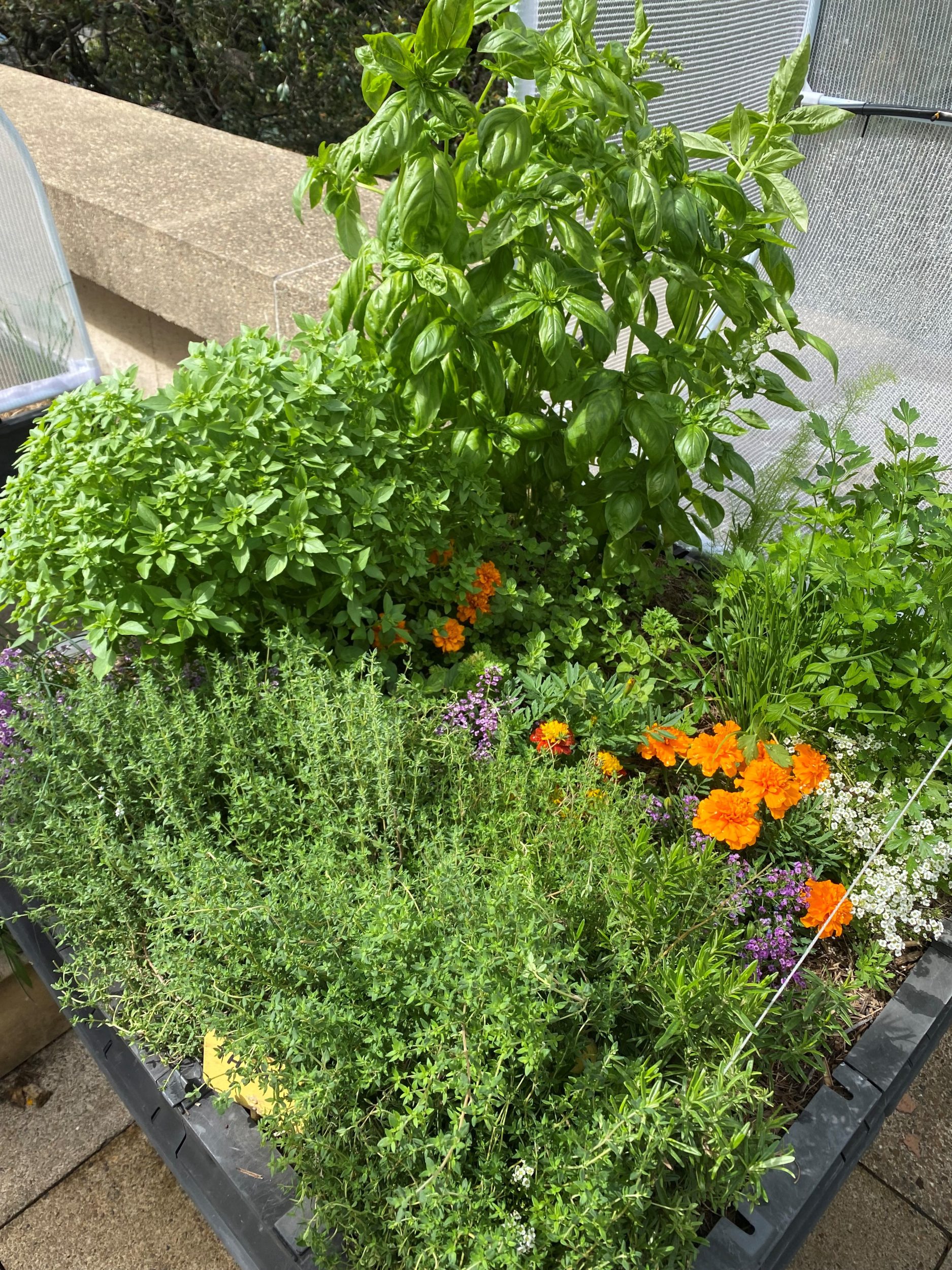 Cultivating Culinary Excellence: A Glimpse into Parliament House’s Edible Garden